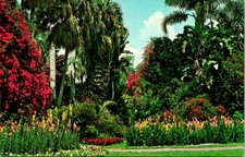 St Petersburg FL Sunken Gardens Floral Tropical Scenery Postcard unused (11769) picture