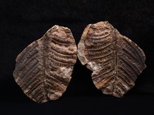 Large Mazon Creek Laveineopteris rarinervis, Coal City, Illinois picture