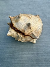 RARE fossilized Caribbean Crown conch from central Florida..Pliocene era.  picture
