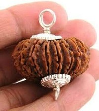11 Mukhi/Faced Nepali Rudraksha 100% Natural, Original & Certified Astrological picture