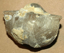 Devonian Brachiopod- Cyrtospirifer rudkinensis Ljaschenko, 1959  picture