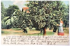 FL-Florida, Scenic Greeting, Blossoming Orange Trees, Vintage Postcard picture