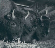 Press Photo Trio of Buffalo picture