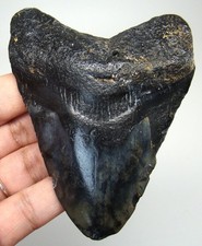 Megalodon Shark tooth 3.63” Real Fossil Shark teeth - NO Restorations Natural picture