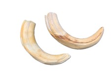 colmillo de jabalí marfil 6-7 inch warthog tusk amuleto de protección santeria picture