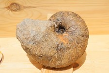 8.5 Inch Rare Nautilus Fossil From Morocco Natural Fossil Specimen Collectible picture