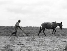 1939 BLACK SHARECROPPER Plowing a Field with a MULE, Vintage Photo Reprint picture