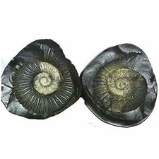 Natural Black Shaligram Shila: Vishnu Blessing Stone picture