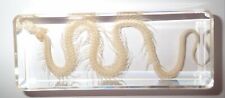 Chinese Water Snake Skeleton in 110x45x18 mm Block Education Animal Specimen picture