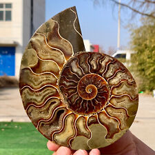 493G Rare Natural Tentacle Ammonite FossilSpecimen Shell Healing Madagascar picture