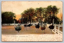 Vintage 1905 Ostrich Farm Jacksonville Florida Postcard by Rotograph picture