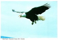 1983 Bald Eagle Vancouver Island, B.C. Canada Vintage Postcard picture