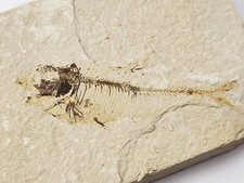 Diplomystus dentatus Fossil Fish - Green River Fm., Kemmerer, WY picture