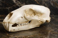 Life-Size Polar Bear Skull Replica - Anatomical Model 1:1 picture