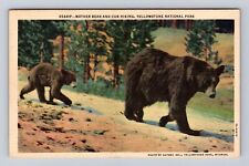 Yellowstone National Park, Mother Bear & Cub, Series #35441P, Vintage Postcard picture