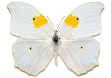 Anteos clorinde ONE REAL BUTTERFLY WHITE YELLOW PERU UNMOUNTED WINGS CLOSED picture