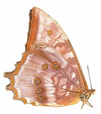 LEPIDOPTERA, NYMPHALIDAE, MORPHINAE, MORPHO THESEUS JUTHURNA from PERU picture