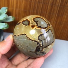 65mm Natural Energy septarian Turtle back Ancient Rock Ball sphere 400g g7702 picture