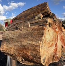 ☘️RR⛏️: Top Quality Arizona Rainbow Petrified Wood 10.75 Lb 🌈 picture