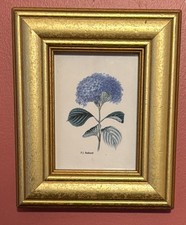 Botanical Hydrangea flower Print P. J.  Redouté Gold Wood Frame 6 x 5 Framed picture