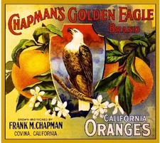 Covina Chapman's Golden Eagle Orange Citrus Fruit Crate Label Vintage Art Print picture