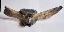 Giant Ground Sloth Vertebra Fossil Florida Sinkhole Pleistocene IceAge Megafauna picture
