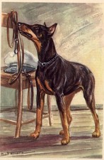 Doberman Pinscher - CUSTOM MATTED Small 5 x 7 - Dog Art Print - German : NEW U picture