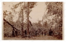 Lawrence Massachusetts 1890 Woodland People Trees Group Standard Postcard picture