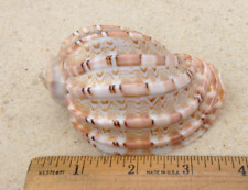 Harpa species harp shell salmon, cream, & brown color & pattern 85 mm 3 1/2