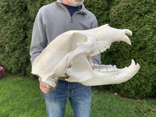 XL Life Size Polar Bear Skull Replica 21