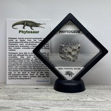 Phytosaur Extinct Prehistoric Reptile Dinosaur Scute Fossil in Display Case picture