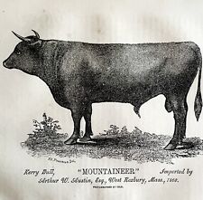 Mountaineer Kerry Bull Cow 1863 Victorian Agriculture Animals Art DWZ4A picture