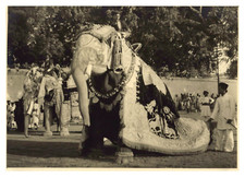 India, Gwalior, Dussehra Festival, Maharani Elephant, Vintage Print, 1948  picture