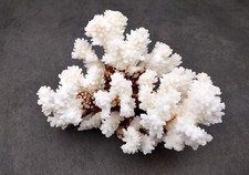 Brownstem White Coral Cluster (1 coral approx. 5-6+ inches) picture