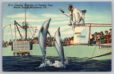 Postcard E 395, Jumping Porpoises At Feeding Time, Marine Studios, Marineland picture
