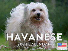 Havanese Dog Lovers and Breeders Gift 2024 Wall Calendar picture