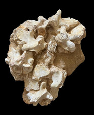 Exceptional Mosasaurus associated vertabras in Matrix, Genuine Moroccan Marine R picture