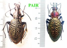Entomology Taxidermy: Carabus (Acoptolabrus) Lopatini female + male A1 (Pair) picture