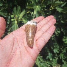 Exceptional Mosasaurus hoffmanni Tooth 6.21 cm Authentic Large Fossil Specim picture