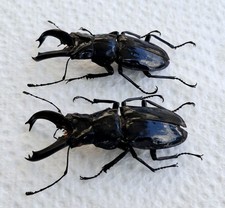 LUCANIDAE SP. RARE OVENTENI-PERU picture