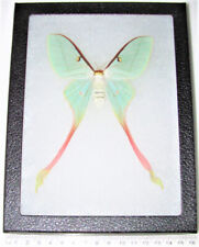 Actias dubernardi pink green saturn moth female China framed picture