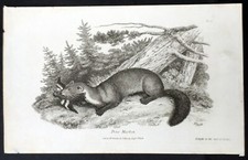 1808 Darton Original Antique Print of a Pine Martin picture