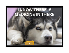 Funny Dog Siberian Husky Snack Refrigerator Magnet picture