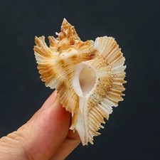 Pterynotus Miyokoae Murex Natural Conch Unique Seashell Rare Real Aquarium 2