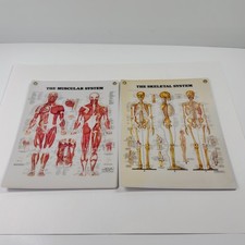 Vintage 1983 1986 Muscular System Skeletal System Chart Peter Bachin 11x14 picture