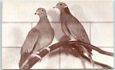 Postcard - Pair of Neclace Doves picture