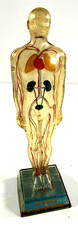 vtg Merck Sharp Dohme Diuril Anatomical Model Display lungs heart invisible picture