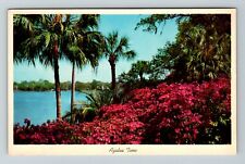 Azalea Time In Tropical Florida  Vintage Souvenir Postcard picture