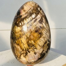 Natural Petrified Wood Egg Quartz Crystal Fossil Mineral 8500g picture