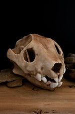 Thylacoleo Skull Replica – Life Size Australian Marsupial Lion Model picture